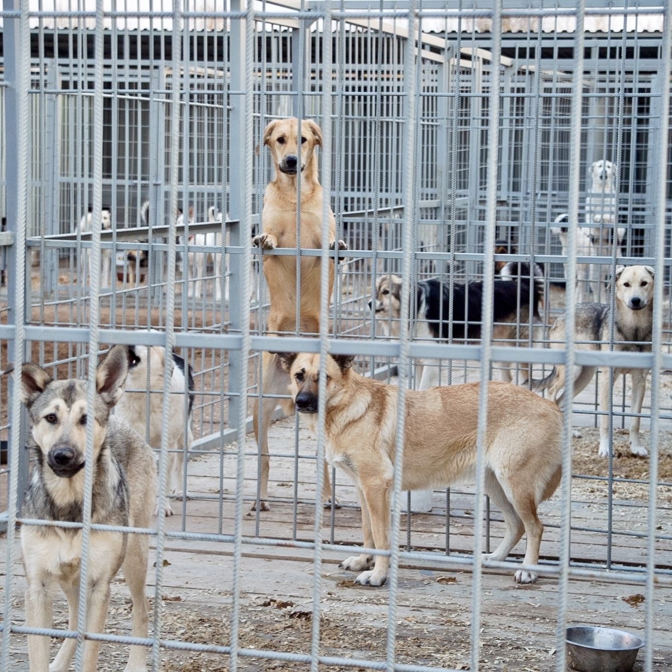 В Нижнекамске завершается строительство нового приюта для бездомных животных